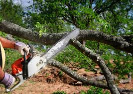  Martinez, GA Tree Services Pros