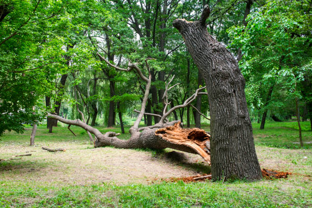 Best Utility Line Clearance  in Martinez, GA