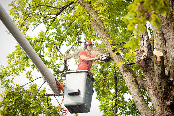 Best Tree Removal Service  in Martinez, GA